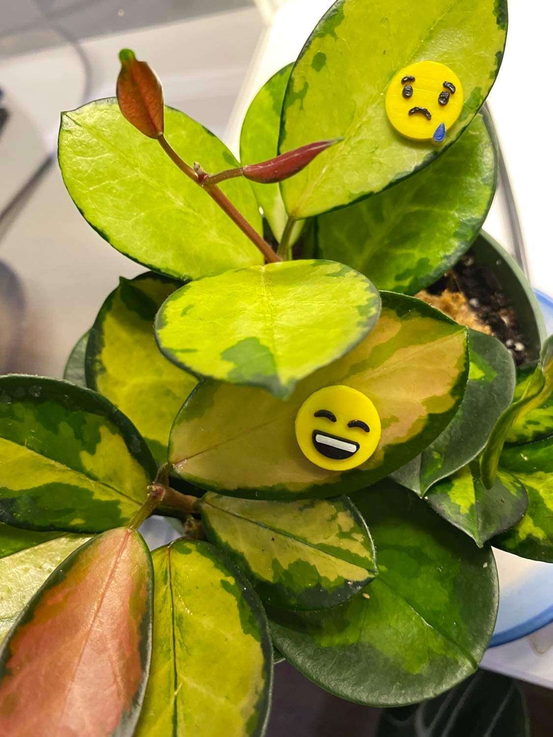 Plant-Moji Plant Magnets - set of 5 magnets to decorate your plants!