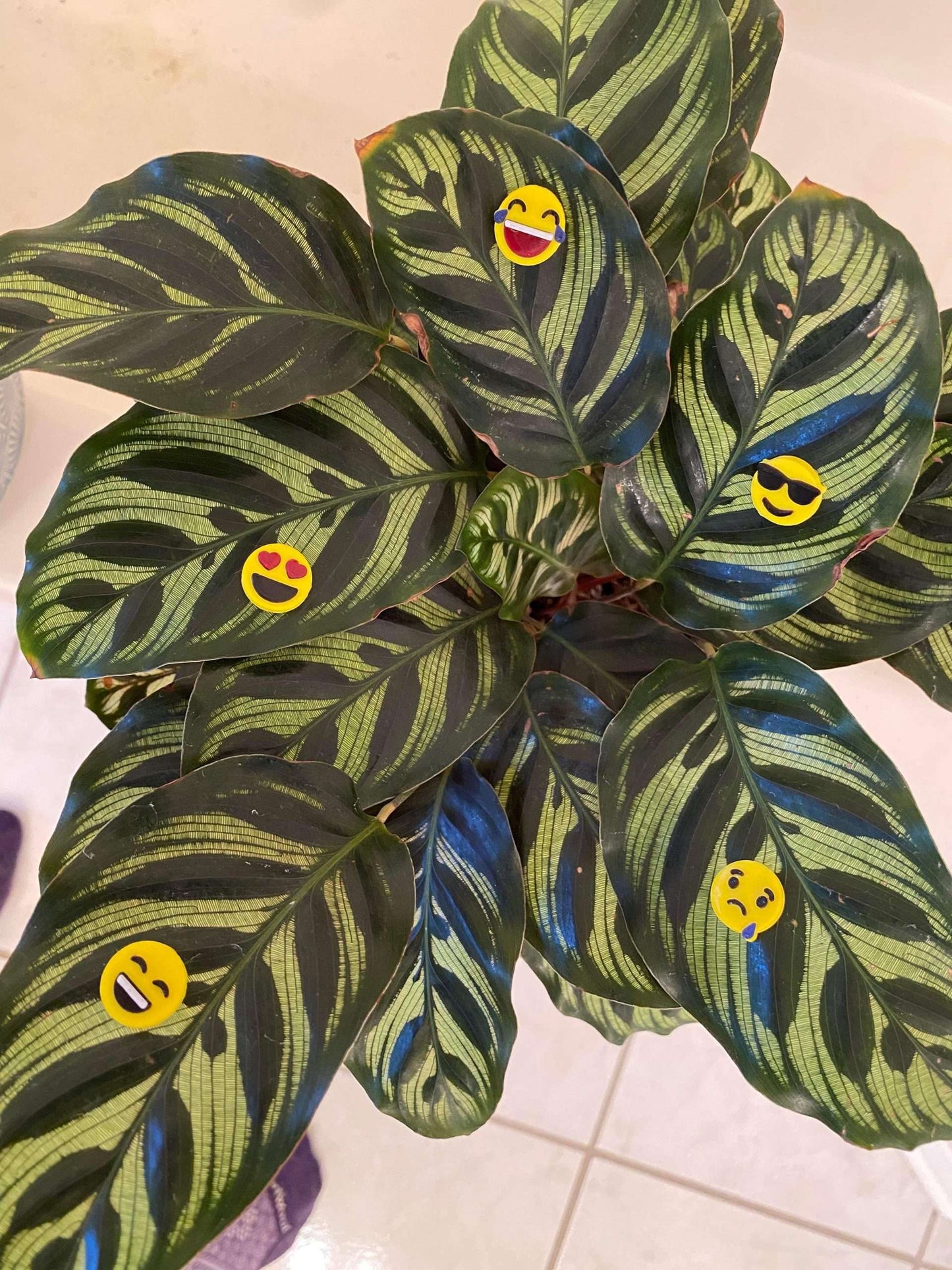 Plant-Moji Plant Magnets - set of 5 magnets to decorate your plants!