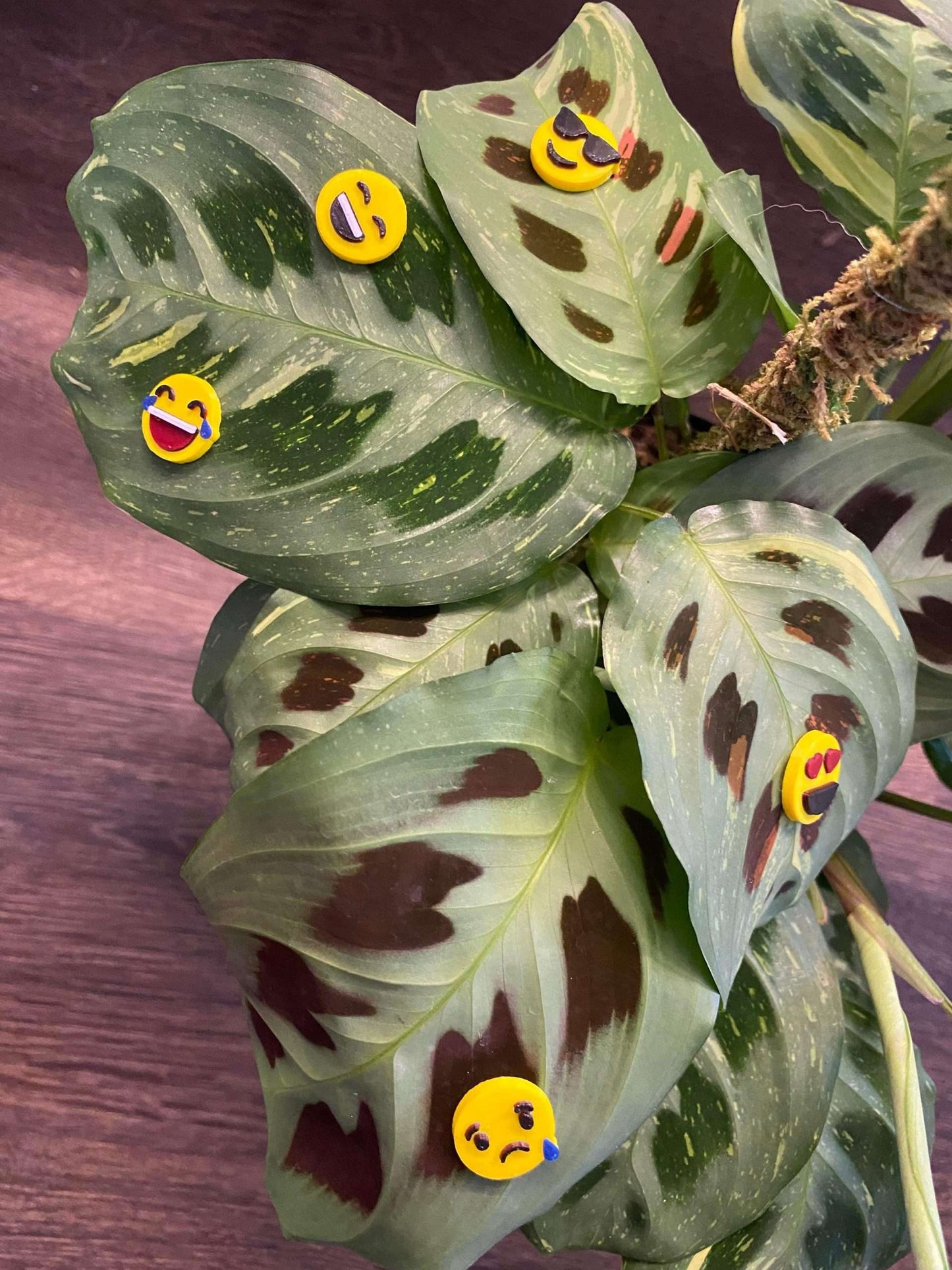 Plant-Moji Plant Magnets - set of 5 magnets to decorate your plants!