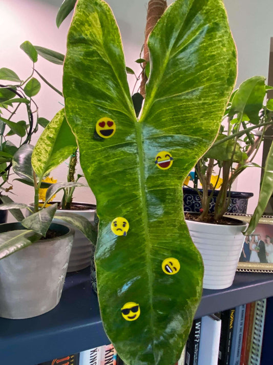 Plant-Moji Plant Magnets - set of 5 magnets to decorate your plants!