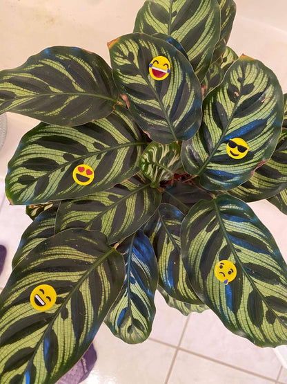 Plant-Moji Plant Magnets - set of 5 magnets to decorate your plants!