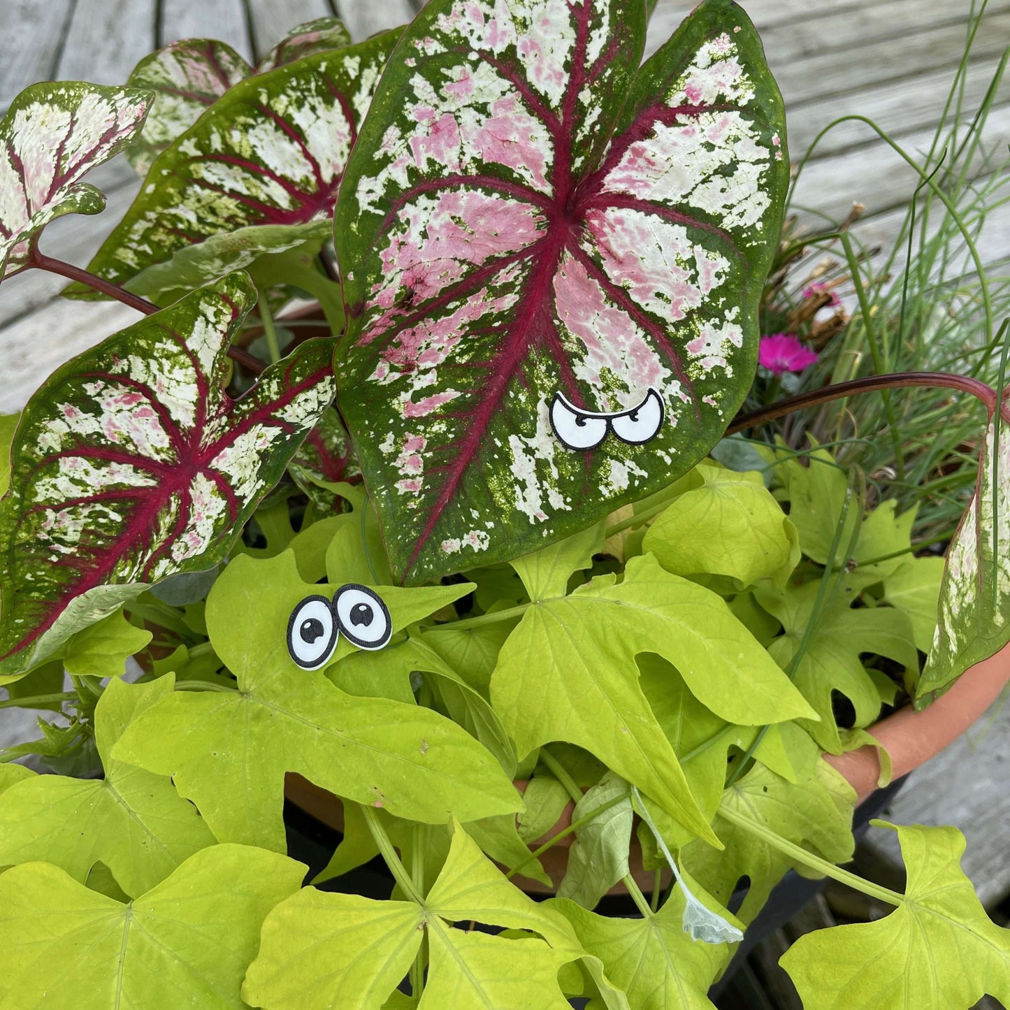 Plant Magnets - glasses and insects!