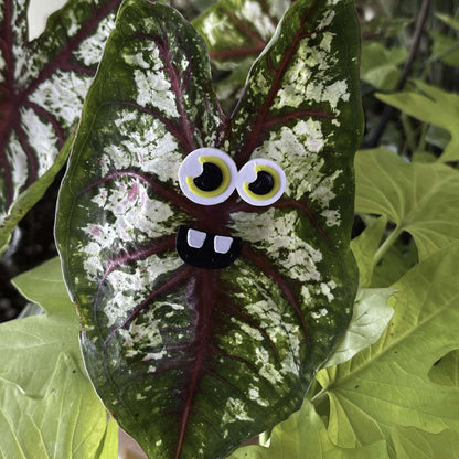Set of 3 Plant MONSTER Magnets!