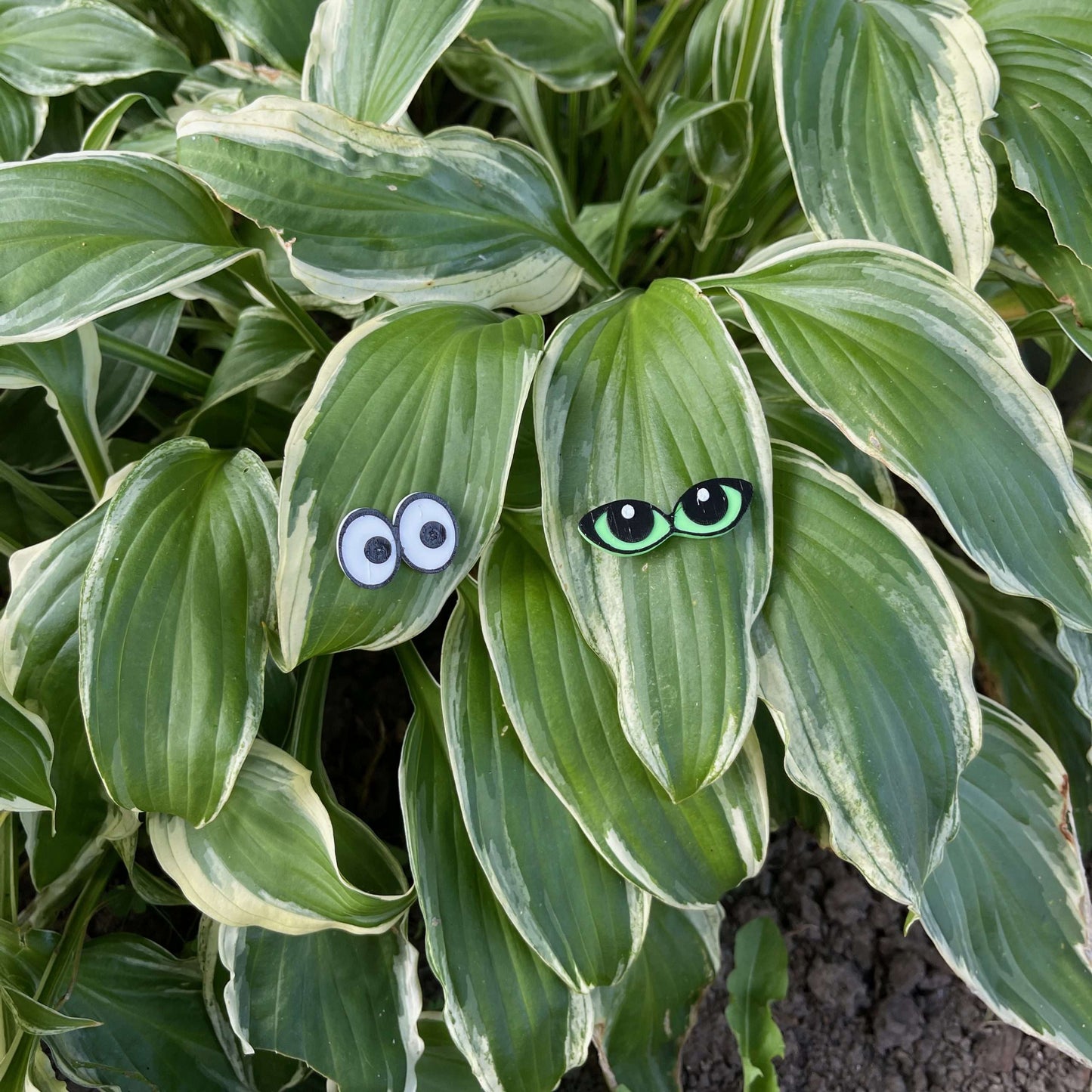 Plant Magnets - glasses and insects!