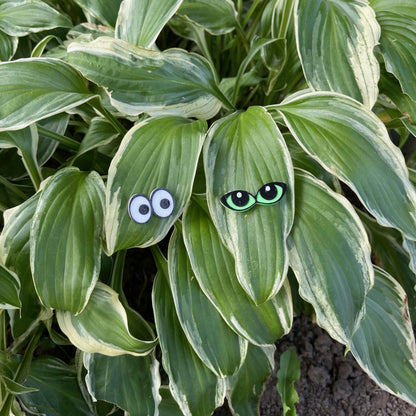 Plant Magnets - glasses and insects!