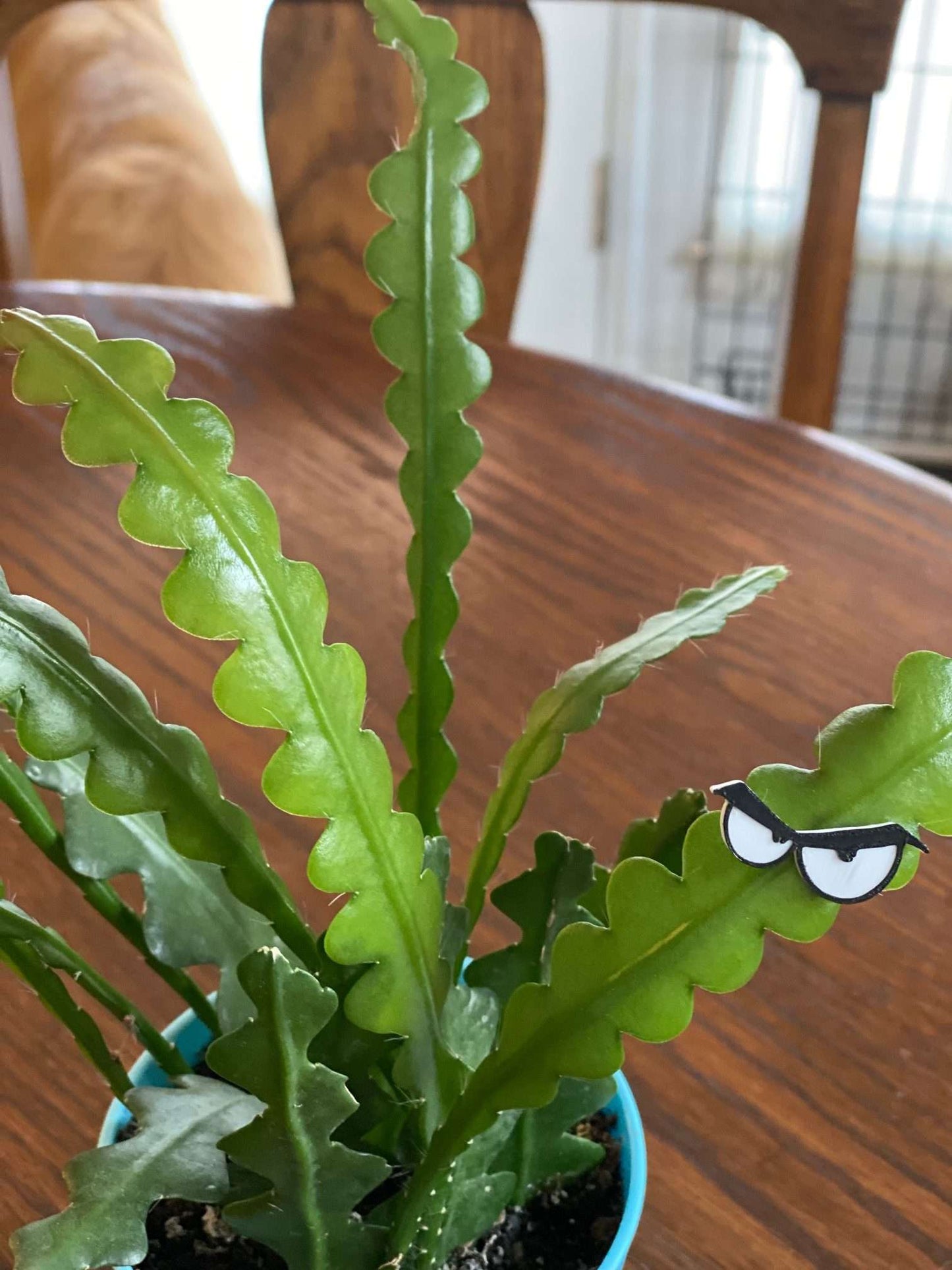 Plant Magnets - glasses and insects!