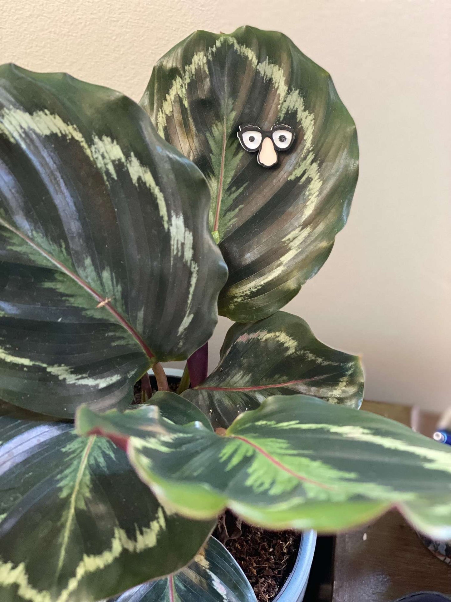 Plant Magnets - glasses and insects!