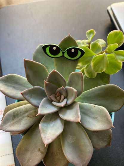 Plant Magnets - glasses and insects!