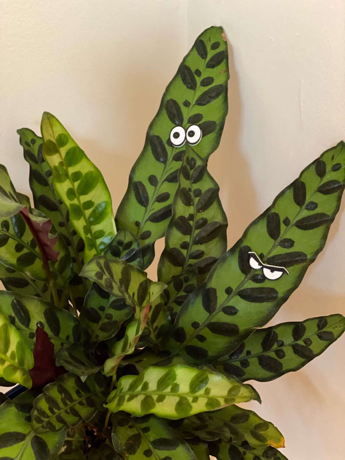 Plant Magnets - glasses and insects!