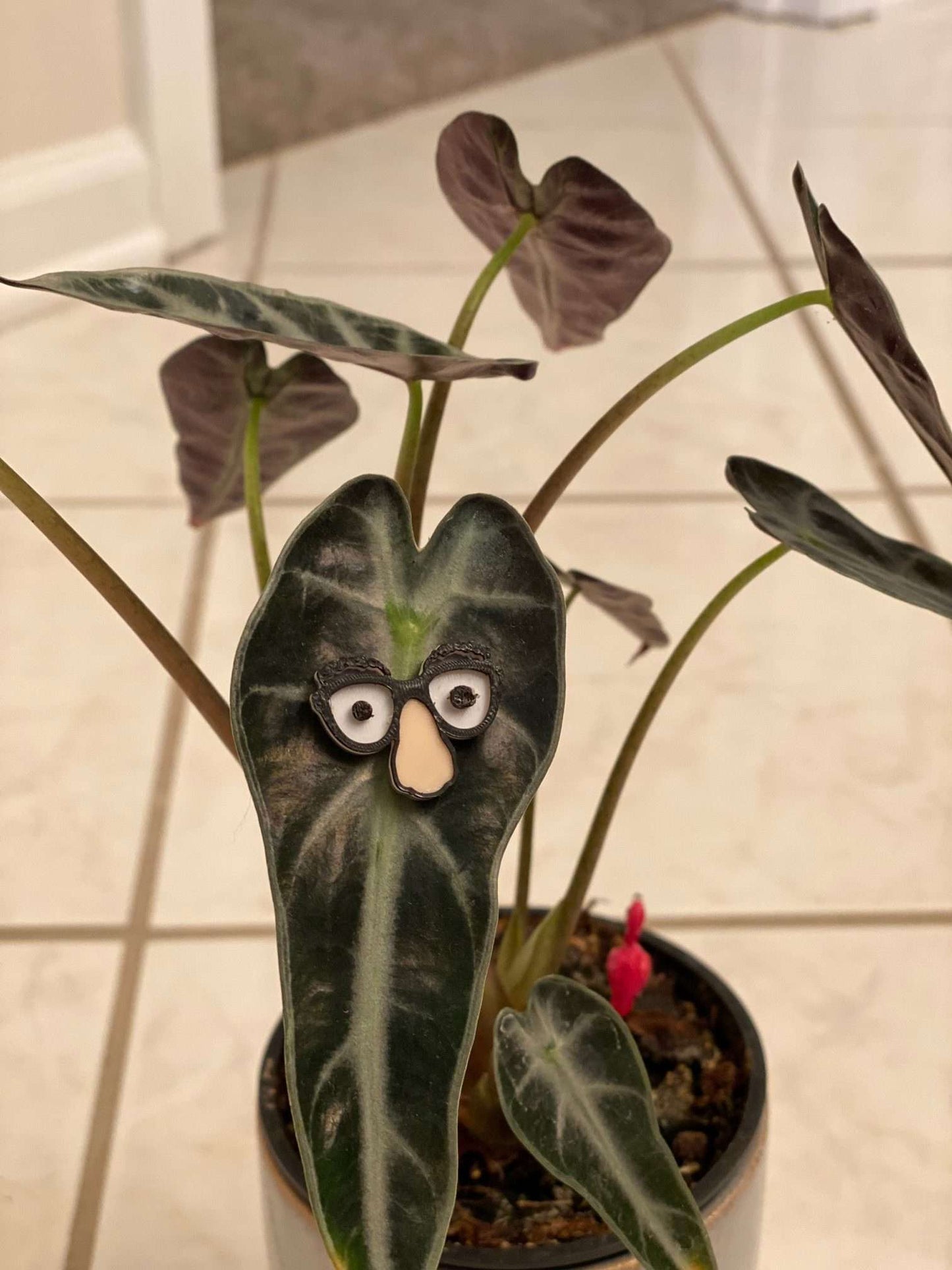 Plant Magnets - glasses and insects!