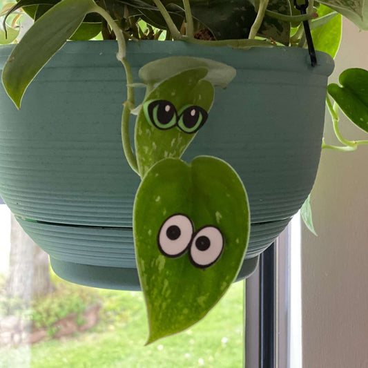 Plant Magnets - glasses and insects!